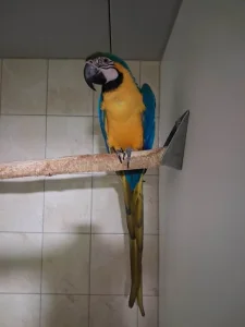Ara ararauna