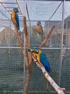 Ara ararauna
