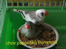Zebřička pestrá - 2 samičky