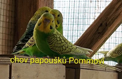 Andulka - mláďata na ochočení i do chovu