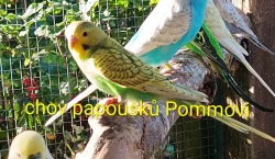 Andulka - mláďata na ochočení i do chovu