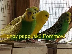 Andulka - mláďata na ochočení i do chovu