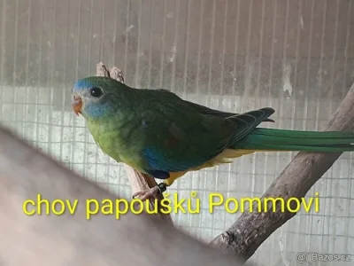 Neoféma tyrkysová r.2026