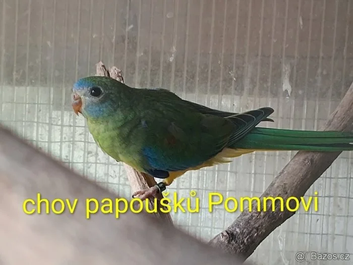 Neoféma tyrkysová r.2026