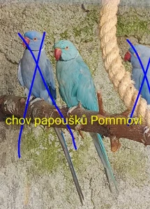 Alexandr malý r.2024 - samec
