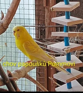 Koupím krajkové andulky