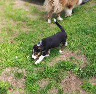 Border kolie