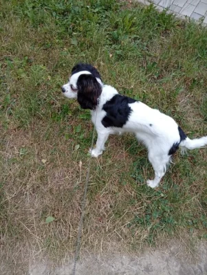 Kavalír King Charles Španěl