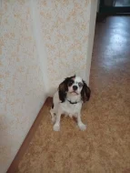 Kavalír King Charles Španěl