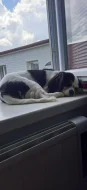 Kavalír King Charles Španěl
