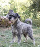 Knírač střední