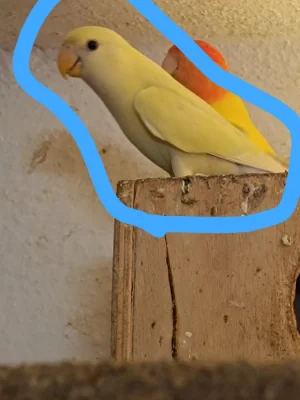 Prodám mladé papoušky
