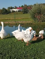 Prodám husy