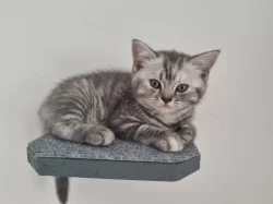 Whiskas koťátka