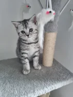 Whiskas koťátka