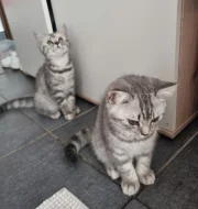 Whiskas koťátka