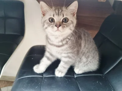Whiskas koťátka