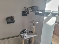 Whiskas koťátka