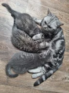 Whiskas koťátka