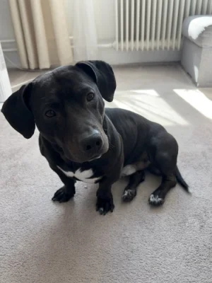 Nero hledá nový domov(darujeme)🐾❤️