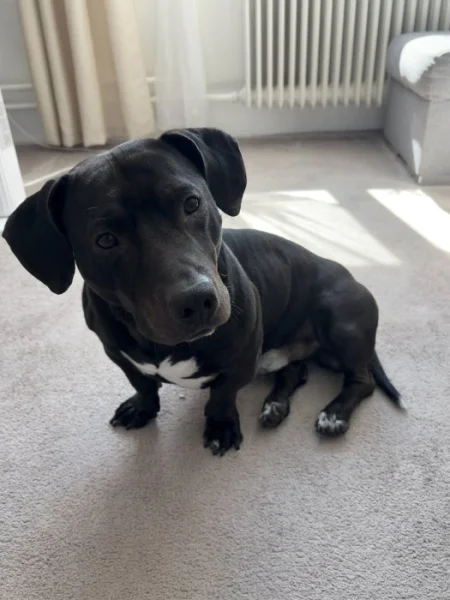 Nero hledá nový domov(darujeme)🐾❤️