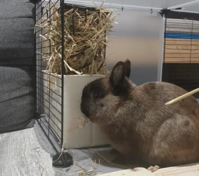Prodám zakrslého králíka