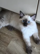 Ragdoll koťata s PP