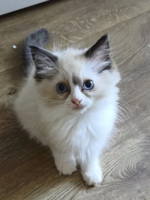 Ragdoll koťata s PP