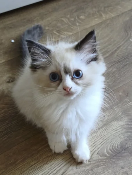 Ragdoll koťata s PP