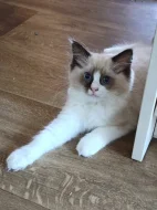 Ragdoll koťata s PP
