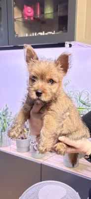 Norvičský teriér (Norwich terrier)