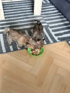 Norvičský teriér (Norwich terrier)