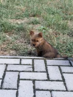Norvičský teriér (Norwich terrier)