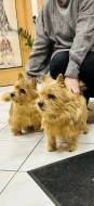 Norvičský teriér (Norwich terrier)