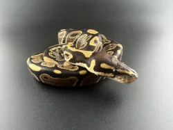 Krajta Královská - Python regius
