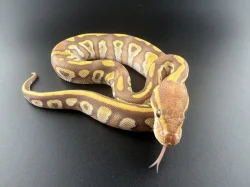 Krajta Královská - Python regius