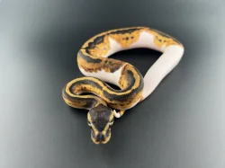 Krajta Královská - Python regius