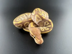 Krajta Královská - Python regius