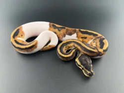 Krajta Královská - Python regius