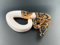 Krajta Královská - Python regius