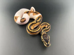 Krajta Královská - Python regius