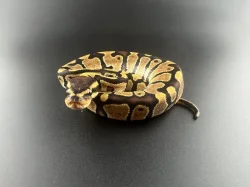 Krajta Královská - Python regius