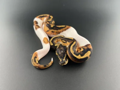 Krajta Královská - Python regius