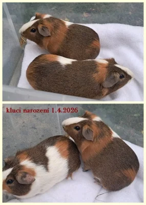 Morčecí kluci k odběru