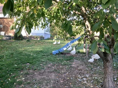 Husa ceska