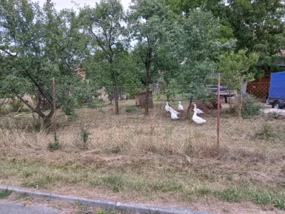 Husa ceska