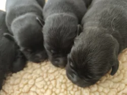 Labradorský retriever