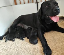 Labradorský retriever