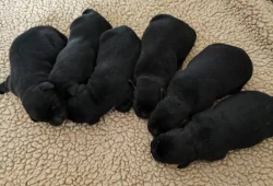 Labradorský retriever