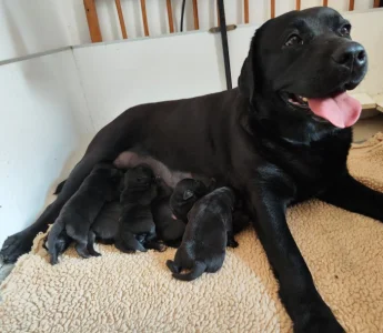 Labradorský retriever